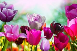 7475_Pink-and-Purple-tulips-beautiful-flowers-in-the-garden