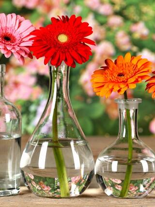 vases-a-bottle-flower-chrysanthemum-table-bokeh-reflection